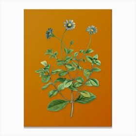 Vintage Blue Marguerite Plant Botanical on Sunset Orange n.0530 Canvas Print