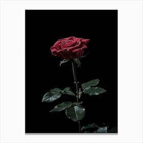 Single Red Rose On Black Background 7 Canvas Print