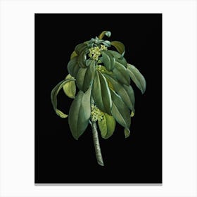 Vintage Spurge Laurel Weeds Botanical Illustration on Solid Black n.0024 Canvas Print