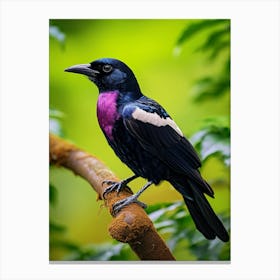 Purple-Throated Fruitcrow Wall Art Canvas Print