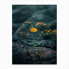 Single Yellow Daisy 8 Canvas Print