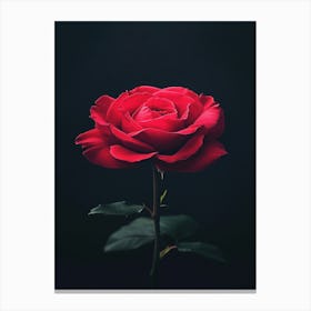 Red Rose On Black Background 79 Canvas Print