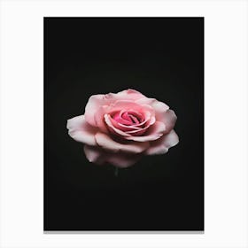 Pink Rose On Black Background 55 Canvas Print