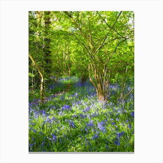 Bluebell Wood Canvas Print
