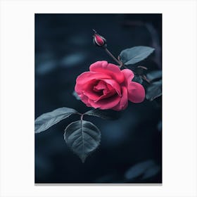 Dark Rose 114 Canvas Print