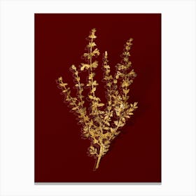 Vintage Cat Thyme Plant Botanical in Gold on Red n.0003 Canvas Print