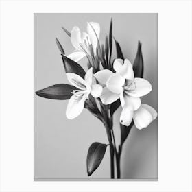 Freesia B&W Pencil 3 Flower Canvas Print