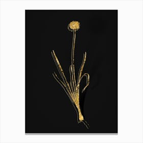 Vintage Mouse Garlic Botanical in Gold on Black n.0131 Canvas Print