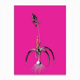 Vintage Common Bluebell Black and White Gold Leaf Floral Art on Hot Pink Canvas Print