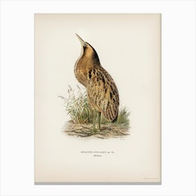 Bittern (Botaurus Stellaris), The Von Wright Brothers Canvas Print