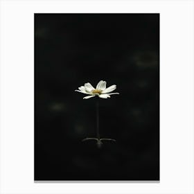 Single White Daisy 5 Canvas Print