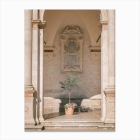 Olive Tree At The Cathedral Canvas Print