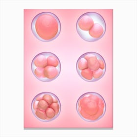 Human Egg Cells Development In Pink Canvas Print