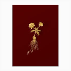 Vintage Cape Tulip b Botanical in Gold on Red n.0480 Canvas Print