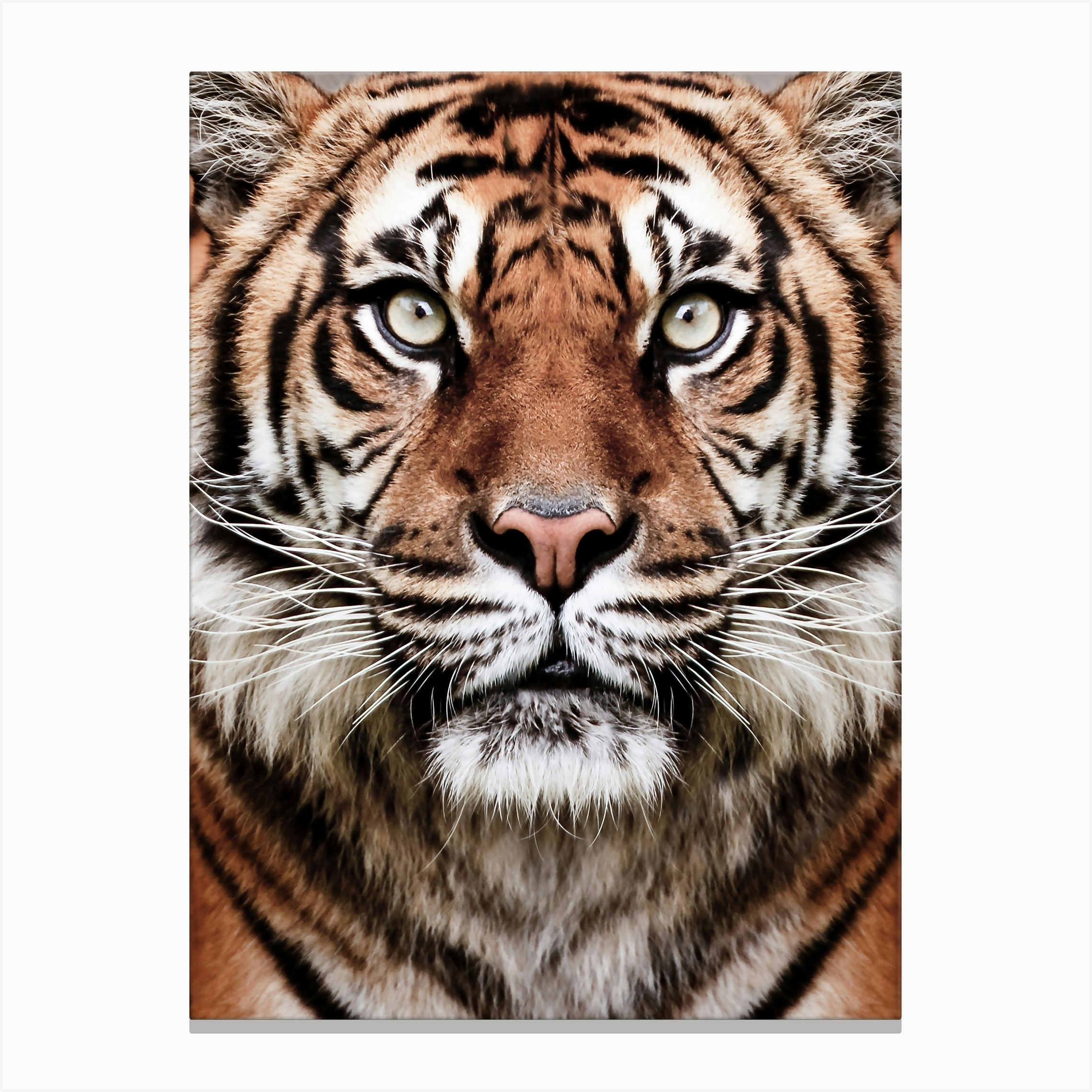 Tiger Face Canvas Print By Sisi And Seb Fy