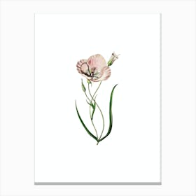 Vintage Satiny Calochortus Flower Botanical Illustration on Pure White Canvas Print