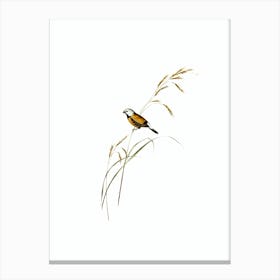 Vintage Banded Grass Finch Bird Illustration on Pure White Canvas Print