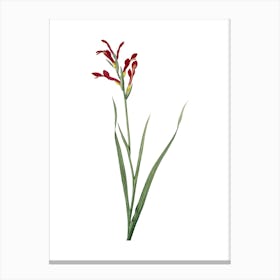 Vintage Gladiolus Cunonius Botanical Illustration on Pure White n.0013 Canvas Print