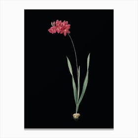 Vintage Ixia Filiformis Botanical Illustration on Solid Black n.0731 Canvas Print