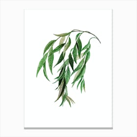 Vintage Babylon Willow Botanical Illustration on Pure White n.0284 Canvas Print