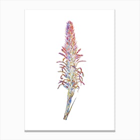 Stained Glass Pitcairnia Latifolia Mosaic Botanical Illustration on White n.0289 Canvas Print