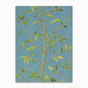Beech tree Vintage 2 Botanical Canvas Print