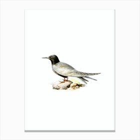 Vintage Black Tern Bird Illustration on Pure White n.0173 Canvas Print