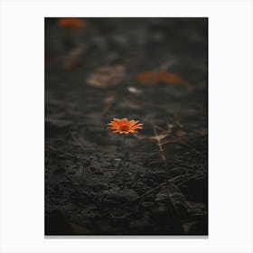 Single Flower In The Dark 20 Canvas Print