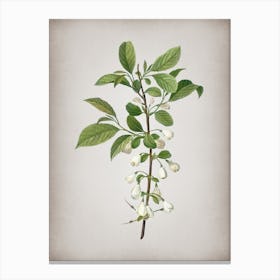 Vintage Mountain Silverbell Botanical on Parchment n.0934 Canvas Print