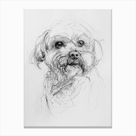 Bichon Frise Dog Charcoal Line 1 Canvas Print