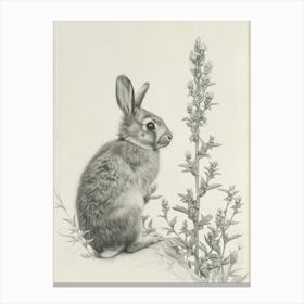Dutch Rabbit Drawing 1 Canvas Print
