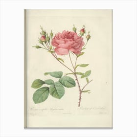 Rose Illustration, Pierre Joseph Redoute (6) Canvas Print