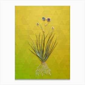 Vintage Blue Corn Lily Botanical Art on Empire Yellow n.0370 Canvas Print