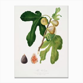 Figs (Ficus Carica Sativa) From Pomona Italiana (1817 - 1839), Giorgio Gallesio Canvas Print