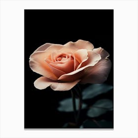 Peach Rose 32 Canvas Print