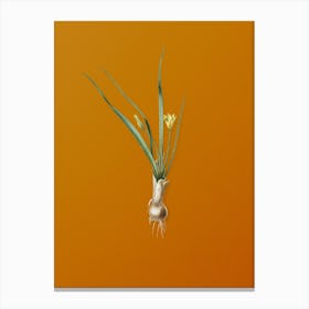 Vintage Weevil-wort Botanical on Sunset Orange n.0217 Canvas Print