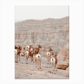 Desert Sheep Scenery Canvas Print