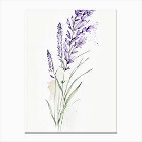 Lavender Herb Minimalist Watercolour 2 Canvas Print