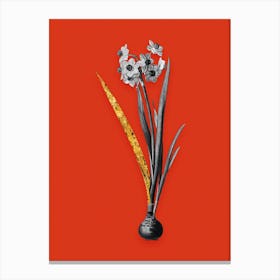 Vintage Daffodil Black and White Gold Leaf Floral Art on Tomato Red n.0733 Canvas Print