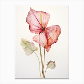 Pressed Flower Botanical Art Flamingo Flower 1 Canvas Print