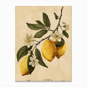 Lemons On A Branch 8 Canvas Print