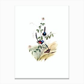 Vintage Beautiful Wren Bird Illustration on Pure White n.0176 Canvas Print