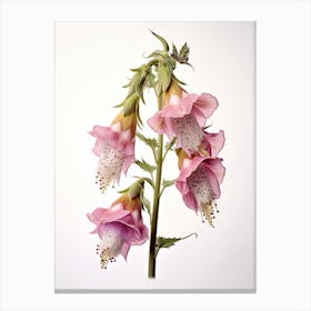 Pressed Wildflower Botanical Art Foxglove Canvas Print