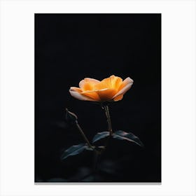 Single Rose 19 Canvas Print