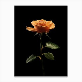 Orange Rose On Black Background 20 Canvas Print