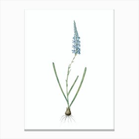 Vintage Ixia Cepacea Botanical Illustration on Pure White n.0159 Canvas Print