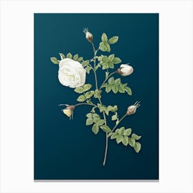 Vintage Silver Flowered Hispid Rose Botanical Art on Teal Blue n.0739 Canvas Print