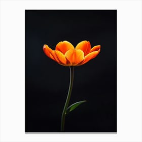 Single Orange Tulip Canvas Print