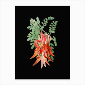 Vintage Crimson Glory Pea Flower Botanical Illustration on Solid Black n.0306 Canvas Print
