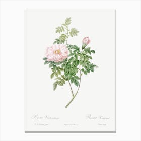 Ventenat S Rose, Pierre Joseph Redoute Canvas Print